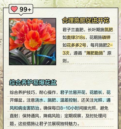 君子兰打顶后正确的养护方法是什么？