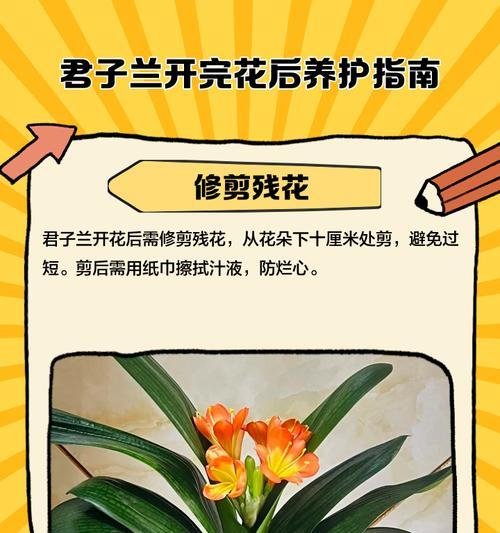 君子兰打顶后正确的养护方法是什么？