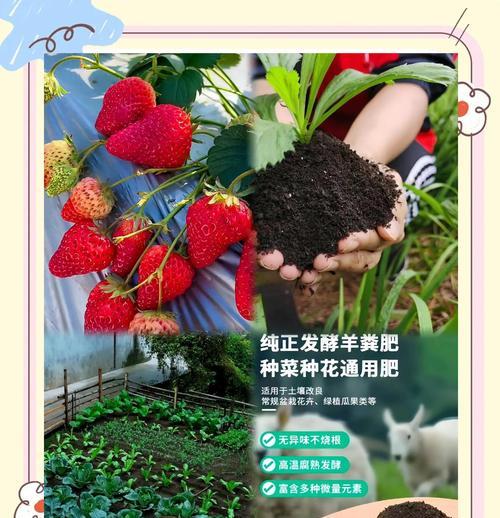 自制棉屑肥料的步骤是什么？这种肥料对植物有何好处？