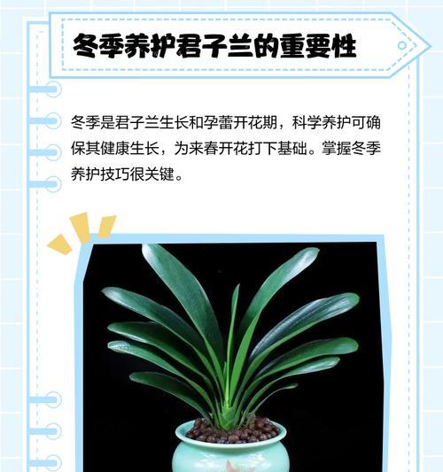 君子兰生长不良应如何改善？