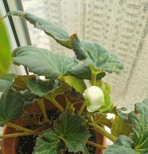 球根植物闷根怎么养护好？如何处理？
