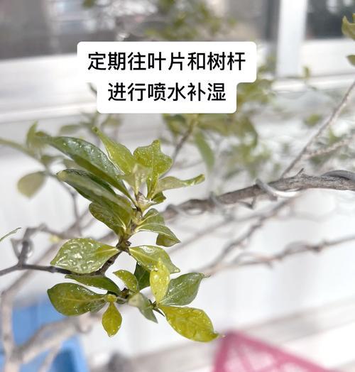 球根植物闷根怎么养护好？如何处理？