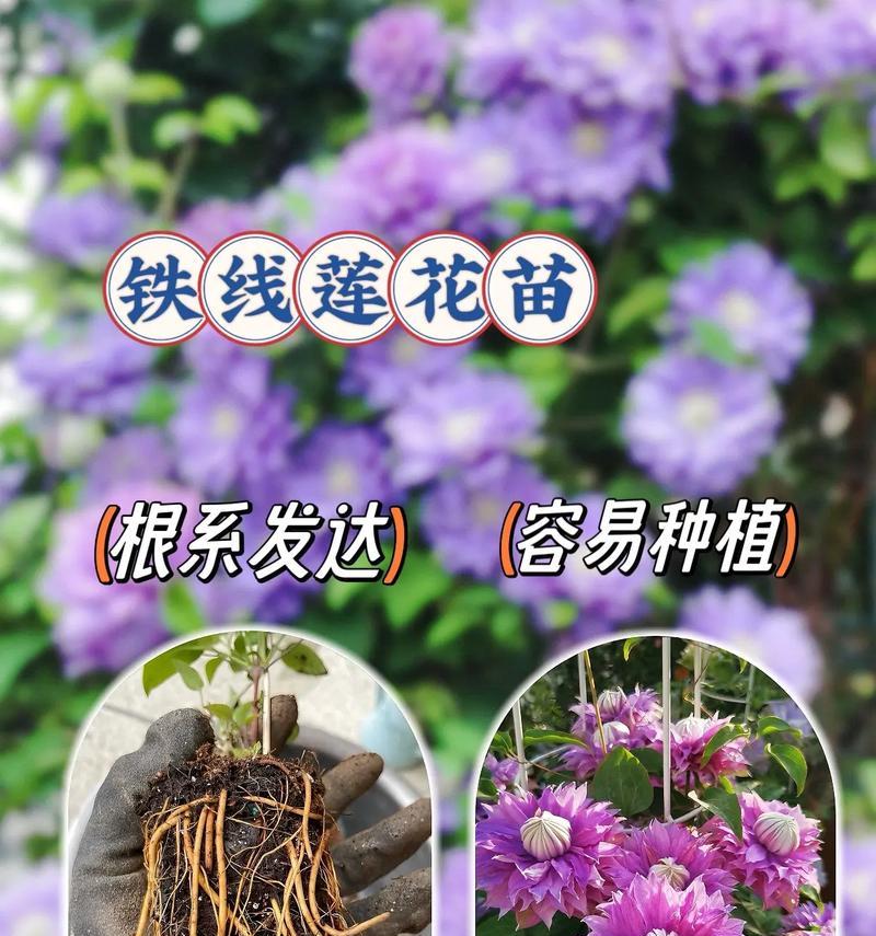 铁线莲忌积水吗怎么养？铁线莲的正确养护方法是什么？