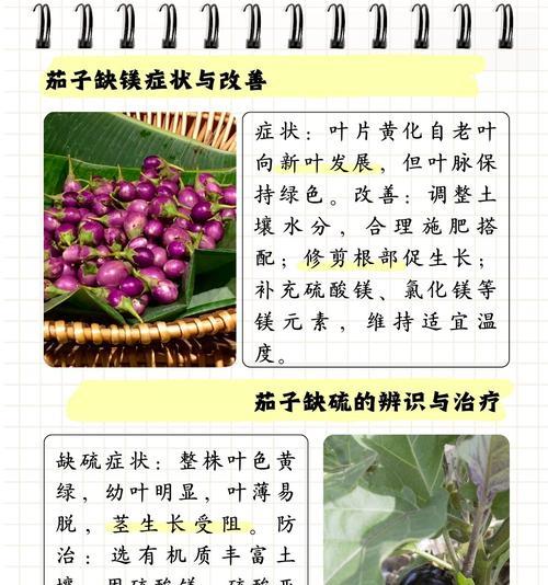 冬天室外蔬菜叶子发黄的处理方法是什么？
