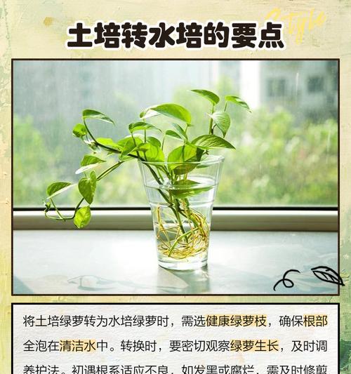 给绿萝快速浇水的有效方法是什么？