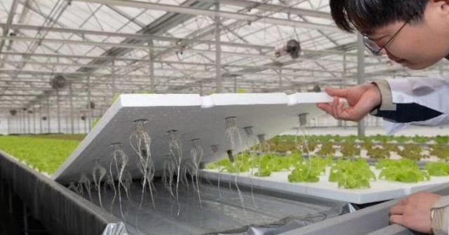 膨胀栽培技术的种类及其应用是什么？