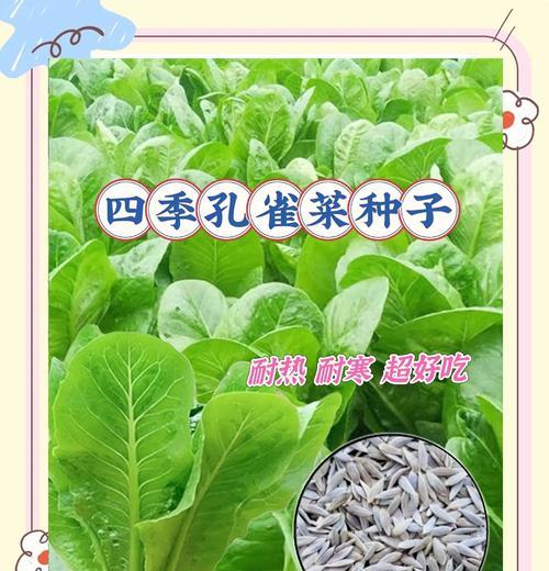 孔雀菜种子的最佳播种时间是什么时候？