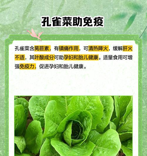 孔雀菜种子的最佳播种时间是什么时候？