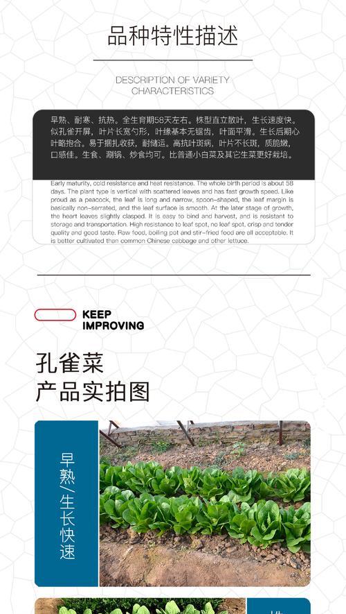 孔雀菜种子的最佳播种时间是什么时候？