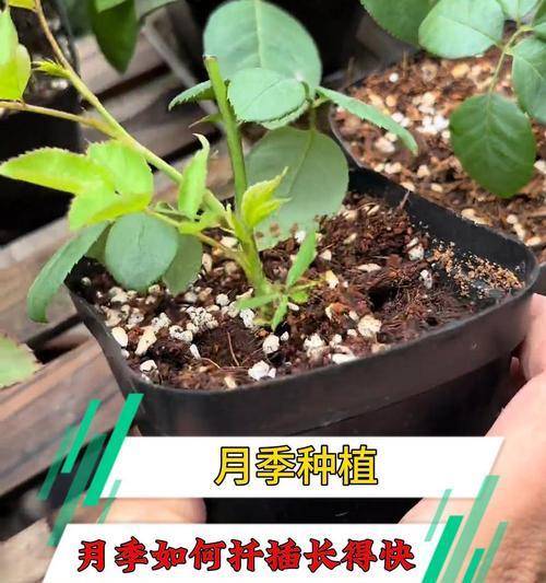 月季扦插双层膜使用方法是什么？
