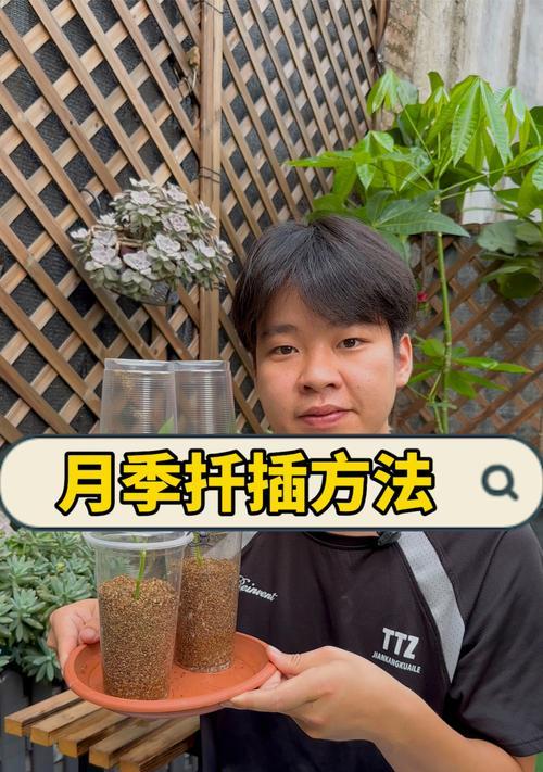 月季扦插双层膜使用方法是什么？