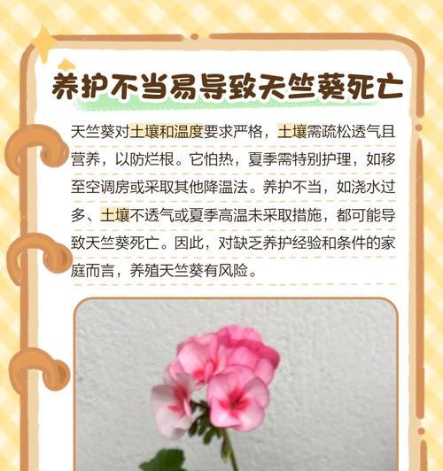 天竺葵雨天过冬困难？如何安全度过？