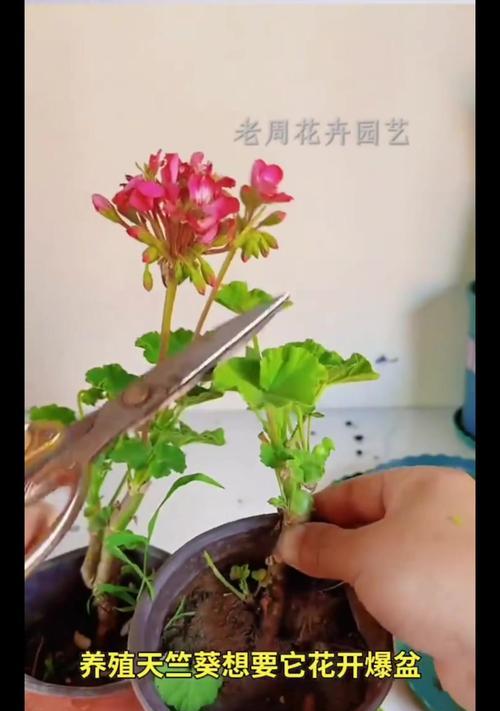 天竺葵雨天过冬困难？如何安全度过？