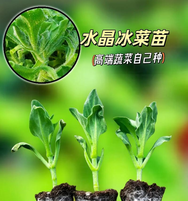 哪些是适合观赏的冰菜植物？