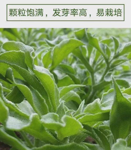 哪些是适合观赏的冰菜植物？