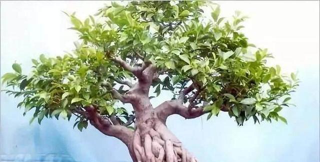 荆棘老根盆景怎么养护？有效维护技巧有哪些？