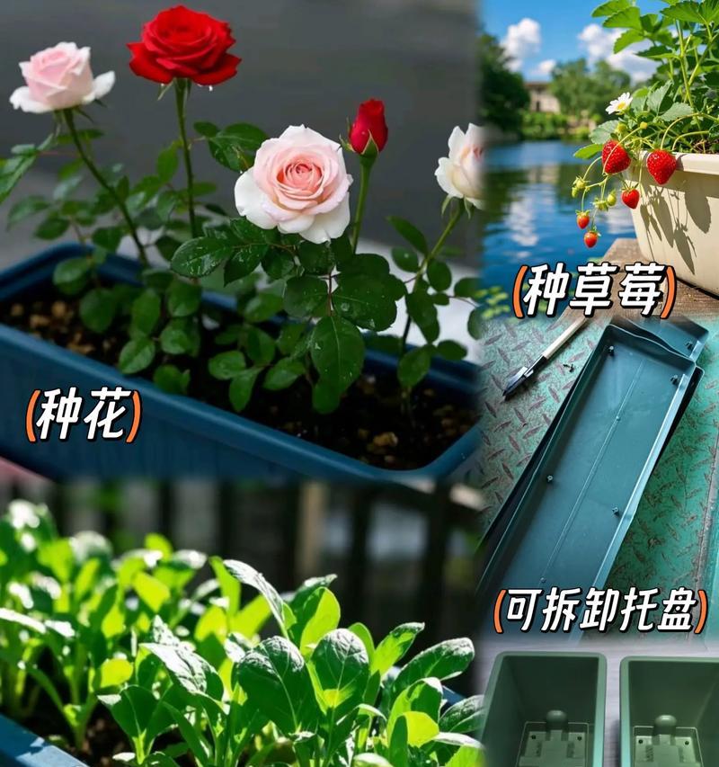 阳台花盆适合种植哪些花卉？