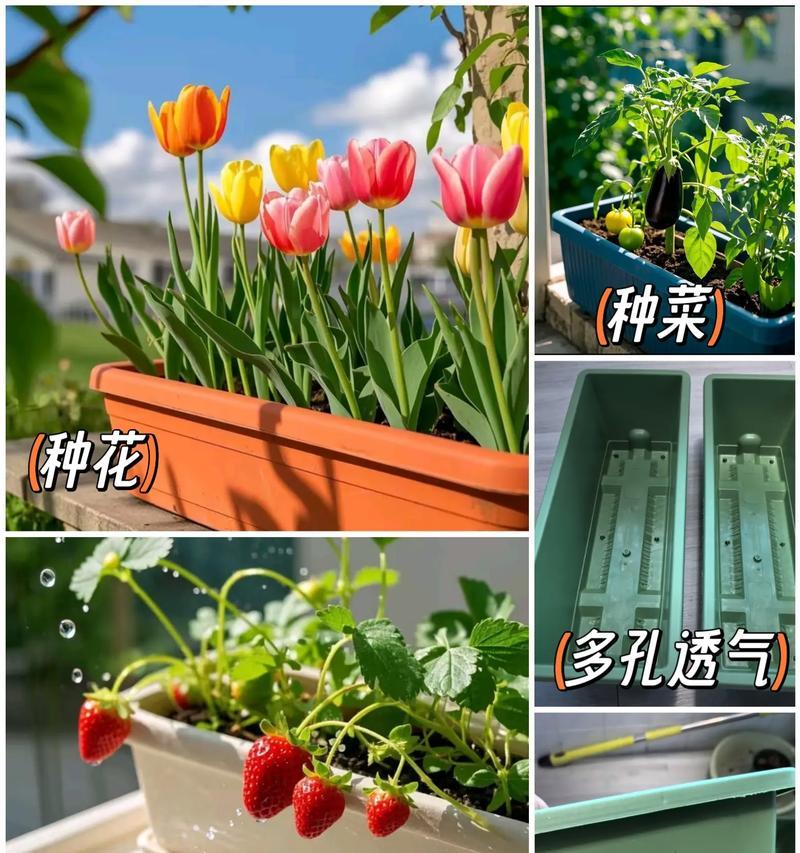 阳台花盆适合种植哪些花卉？