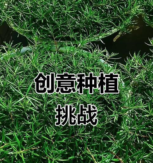 不锈钢阳台适合种植哪些花卉？推荐品种有哪些？