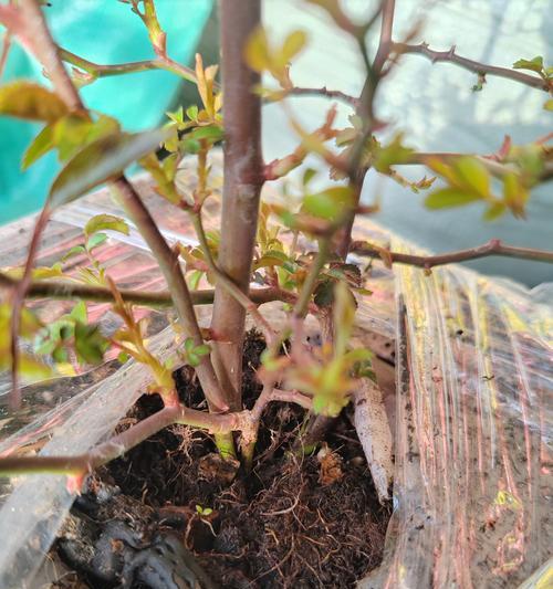 月季花盆栽插苗的正确方法是什么？