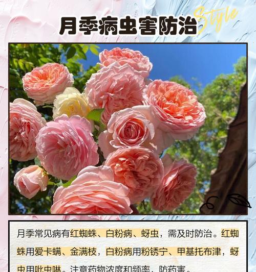 月季花盆栽插苗的正确方法是什么？