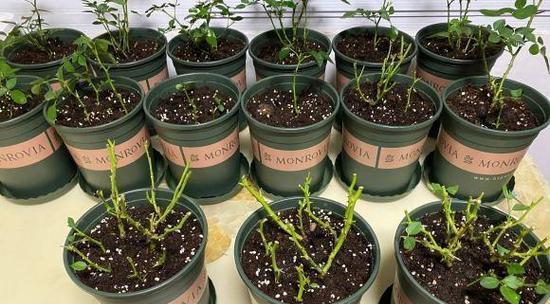 月季花盆栽插苗的正确方法是什么？