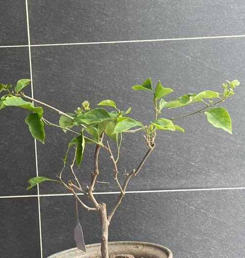 三角梅换盆后不发芽？如何解决？