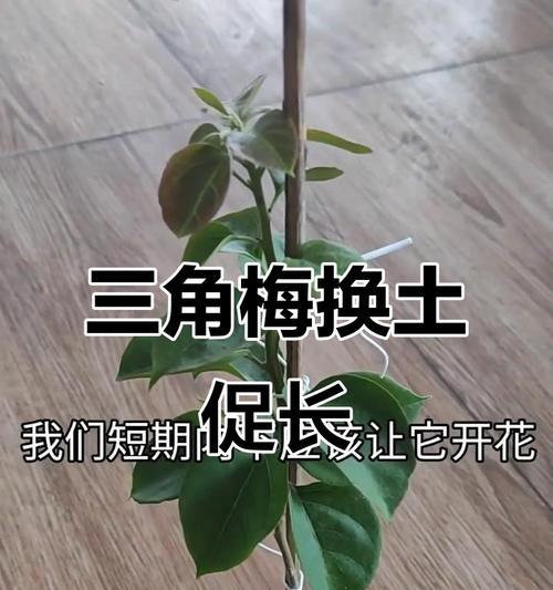 三角梅换盆后不发芽？如何解决？