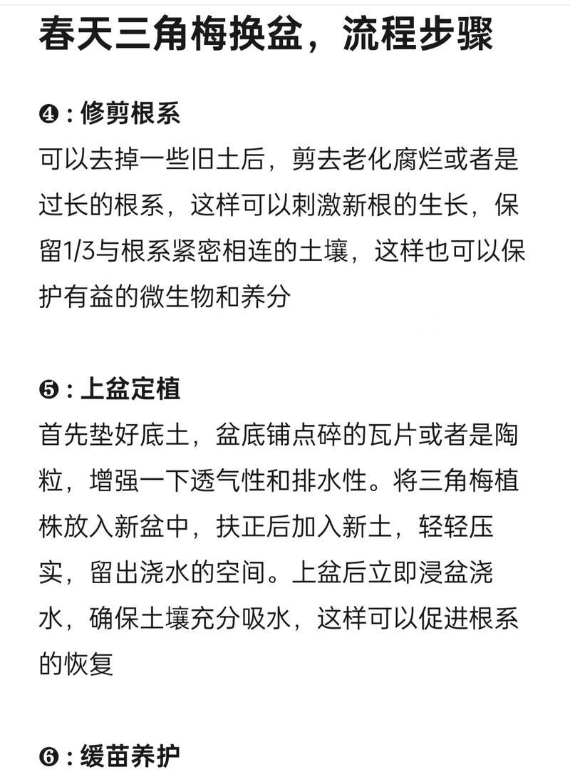 三角梅换盆后不发芽？如何解决？