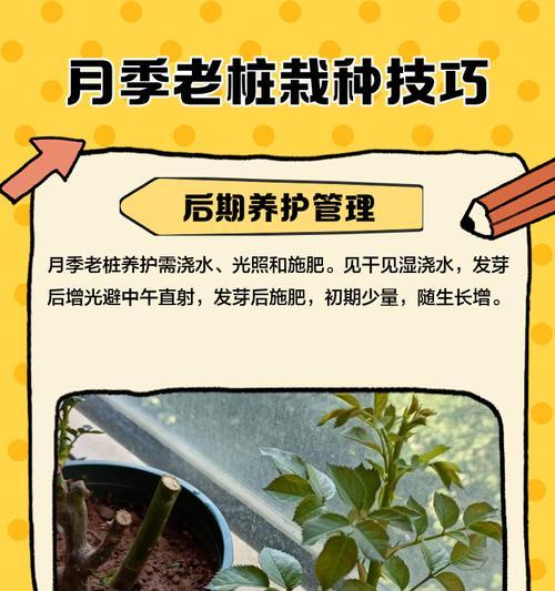 月季发芽后如何进行水培？月季水培的正确步骤是什么？