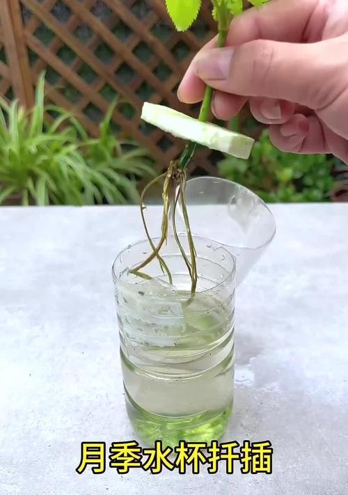 月季发芽后如何进行水培？月季水培的正确步骤是什么？