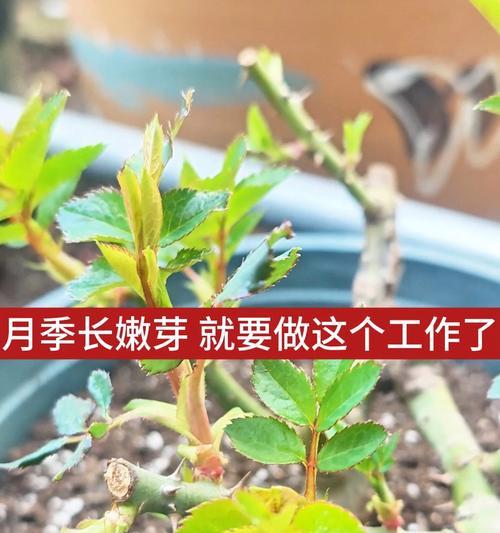 月季发芽后如何进行水培？月季水培的正确步骤是什么？