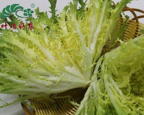 小生菜叶子发黄的原因是什么？