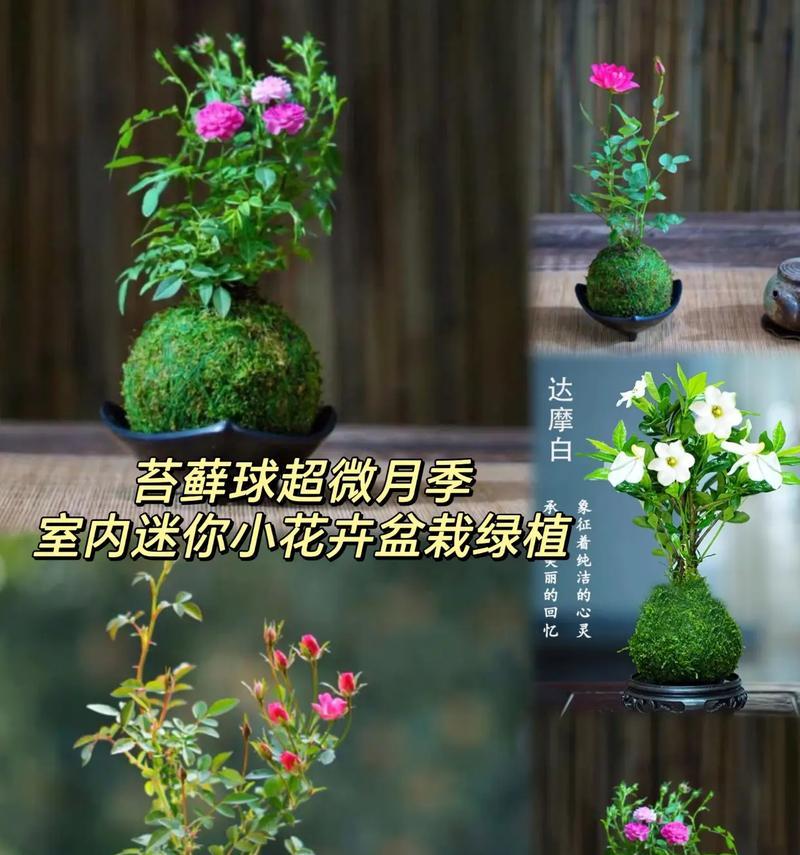 月季老根苔藓养护方法？如何有效管理？