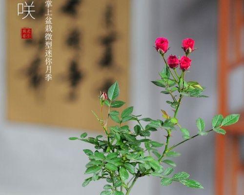 月季老根苔藓养护方法？如何有效管理？