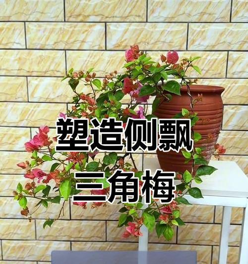如何制作三角梅的s弯造型？