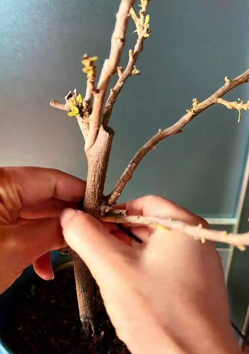 如何制作三角梅的s弯造型？