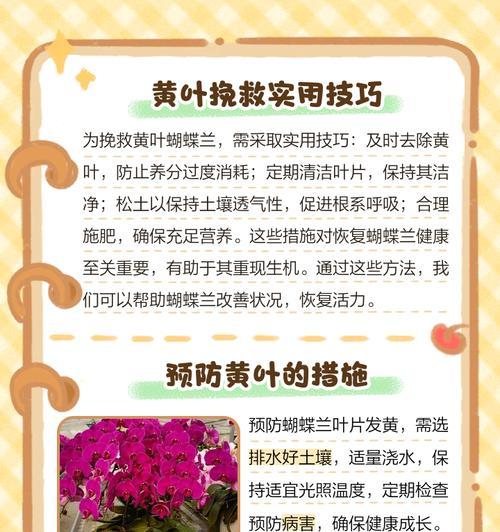 蕙兰叶子根部发黄是什么原因？