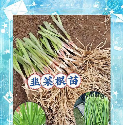 北方韭菜最佳播种时间是什么时候？