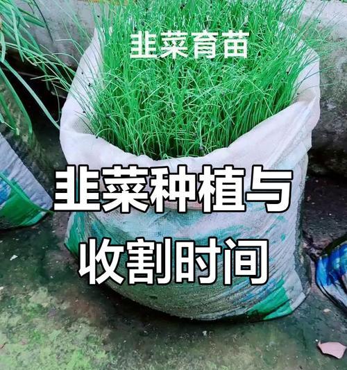 北方韭菜最佳播种时间是什么时候？