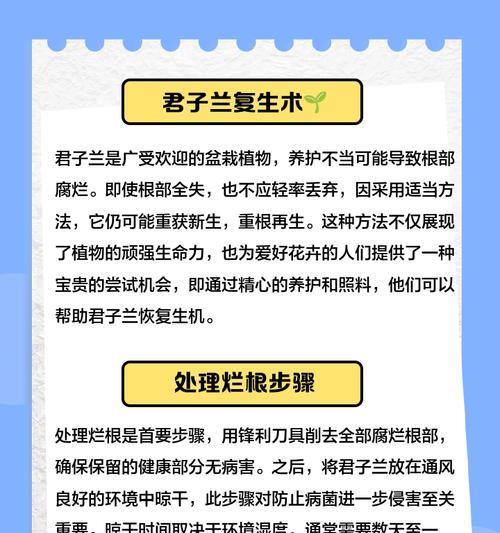 君子兰根系受损如何救活？