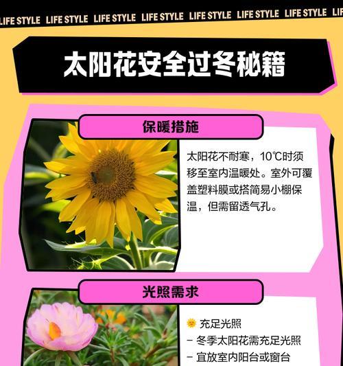太阳花叶子发黄掉光怎么办？如何进行救治？