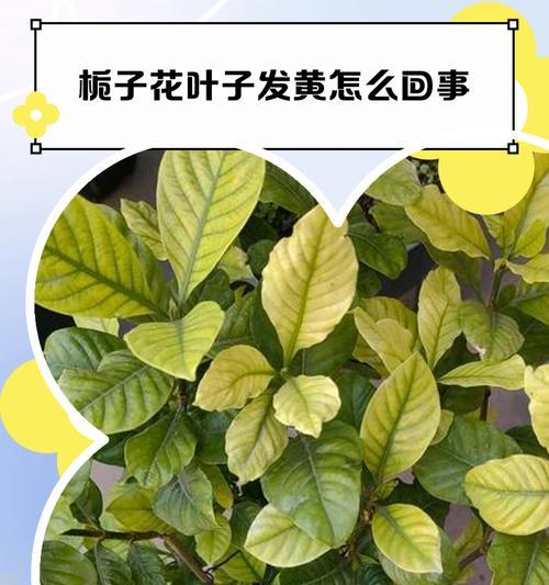 太阳花叶子发黄掉光怎么办？如何进行救治？