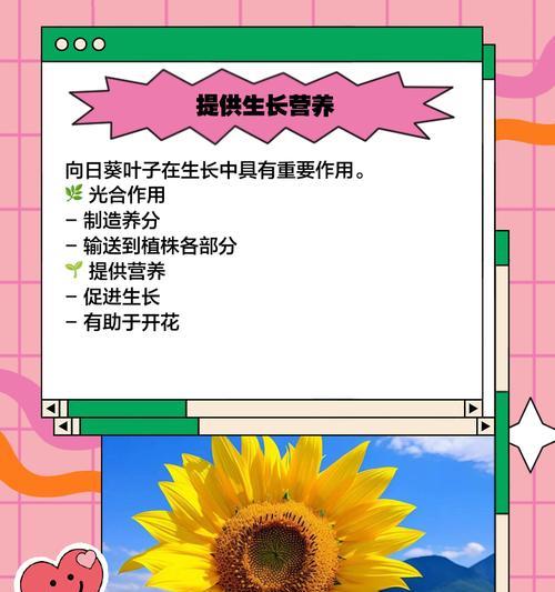 向日葵下面叶子发黄是怎么回事？向日葵叶子发黄的可能原因有哪些？