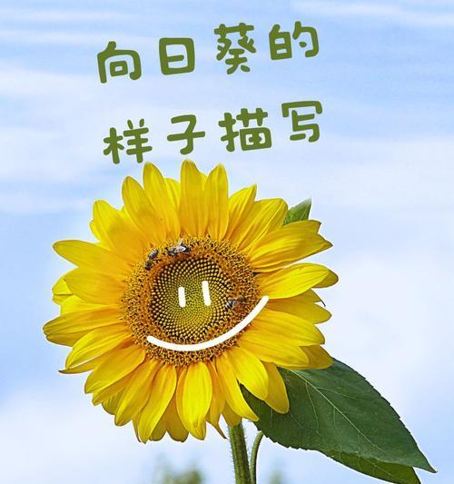 向日葵下面叶子发黄是怎么回事？向日葵叶子发黄的可能原因有哪些？