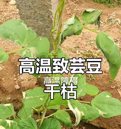 芸豆叶子发黄是什么原因？如何解决？