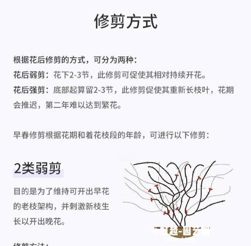 春天铁线莲切根后如何养护？
