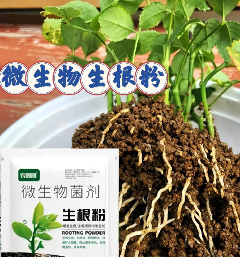 哪些观赏植物的根部像土豆？它们的养护要点是什么？