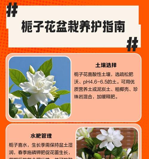 栀子花夏天如何正确浇水？浇水频率和量是多少？