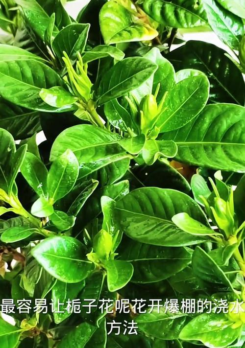 栀子花夏天如何正确浇水？浇水频率和量是多少？